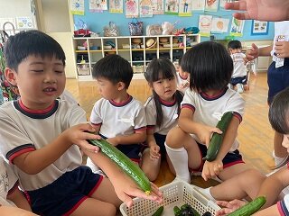 うできゅうり.jpg